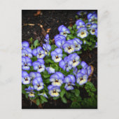 Kute als Button Briefkaart (Voorkant)