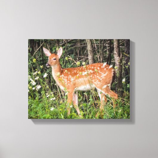 Kute Baby Animals Fawn Deer Canvas Print (Voorkant)
