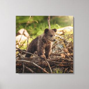 Kute Baby Beer in Bossen Canvas Afdruk