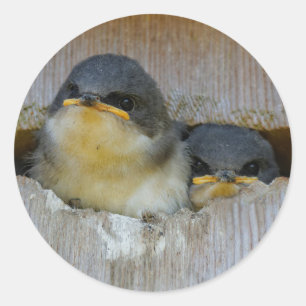 Kute Baby-boomzwaluw Zongvogels in Nestbox Ronde Sticker