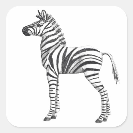 Kute Baby Zebra tekening Vierkante Sticker (Voorkant)