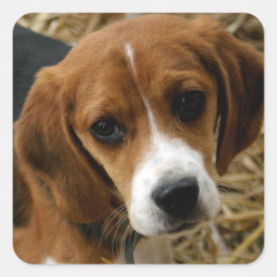Kute Beagle Puppy Dog Greeting Stickers