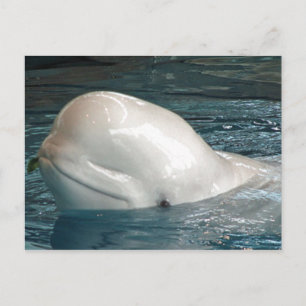 Kute Beluga-walvis Schetsen uit de pool Briefkaart