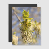 Kute bladeren op lentfoto (Voorkant / Achterkant)