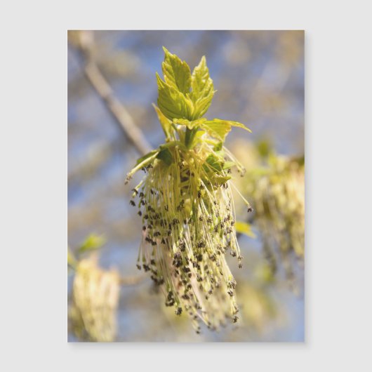 Kute bladeren op lentfoto (Voorkant)