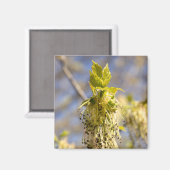 Kute bladeren op lentfoto magneet (Voorkant / Achterkant)