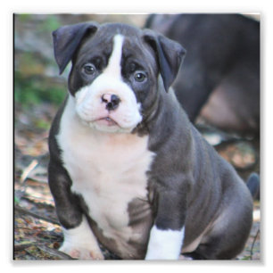 Kute bully ras puppy foto afdruk