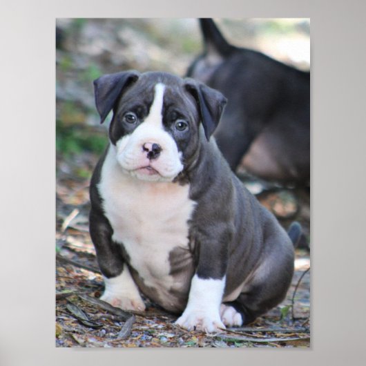 Kute bully ras puppy poster (Voorkant)