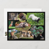 Kute dieren briefkaart (Voorkant / Achterkant)