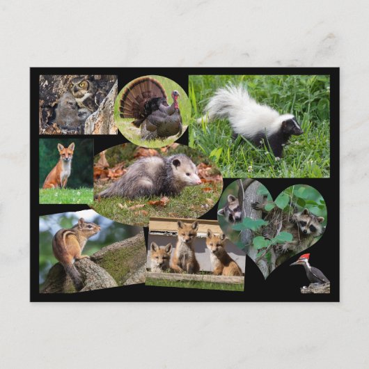 Kute dieren briefkaart (Voorkant)