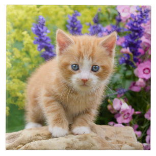 Kute Fluffy Ginger Cat Kitten Flowers Pet Photo — Tegeltje