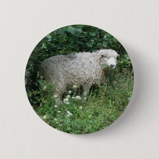 Kute fluffy White Sheep Eating Button (Voorkant)