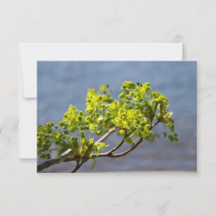 Kute green branch in wind