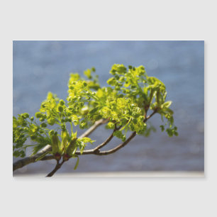 Kute green branch in wind