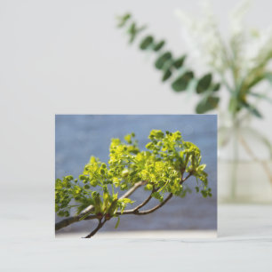 Kute green branch in wind briefkaart