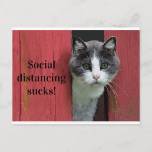 Kute Green Eyed Cat, Social Distance Sucks Briefkaart