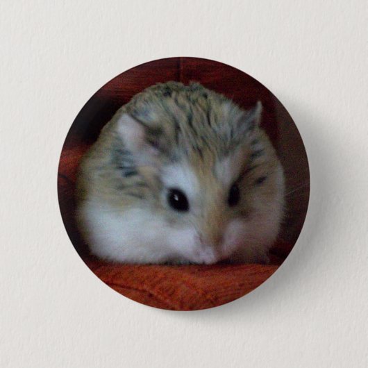 Kute hamster op een Button - Hammy (Voorkant)