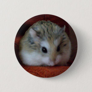 Kute hamster op een Button - Hammy