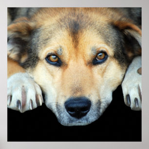 Kute hond op elke kleur achtergrond poster