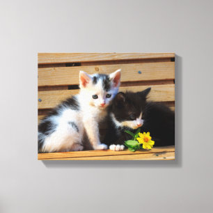Kute Kittens Flowers Cat Foto Canvas Afdruk
