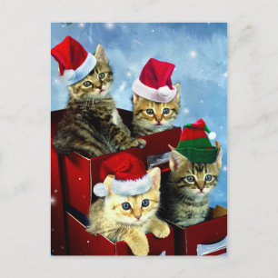 Kute kittens met x-mas petten briefkaart