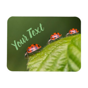 Kute kleine ladybug geeft succes en fortuin! magneet
