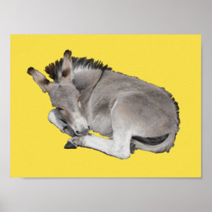 Kute Little Grey Donkey Baby Foal Laing Down Poster
