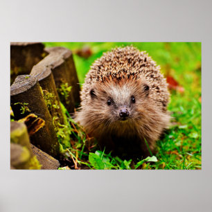 Kute Little Hedgel in Forest Poster