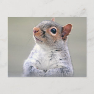 Kute Little Soft and Fluffy Grey Squirrel Briefkaart