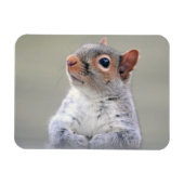 Kute Little Soft and Fluffy Grey Squirrel Magneet (Horizontaal)