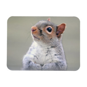Kute Little Soft and Fluffy Grey Squirrel Magneet