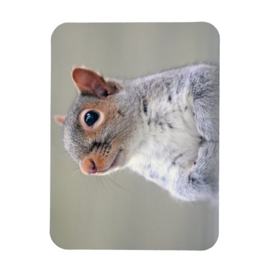 Kute Little Soft and Fluffy Grey Squirrel Magneet (Verticaal)