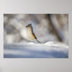 Kute Little Tufted Titmouse Bird in Snow Poster