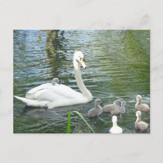 Kute Moeder Swan & Babies DIY Briefkaart (Voorkant)