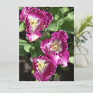 Kute paarse tulpen in de tuin