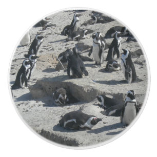 Kute pinguïns op bekeramische romp keramische knop
