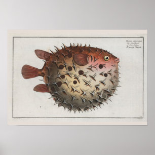 kute Puffer-viszoölogische tekening Retro Poster