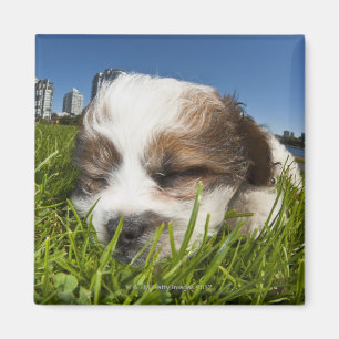 Kute puppy dog in park, Vancouver, BC, Canada. Magneet