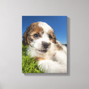 Kute puppy dog (Shitzu) Canvas Afdruk