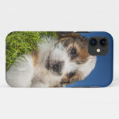 Kute puppy dog (Shitzu) Case-Mate iPhone Case (Achterkant (horizontaal))