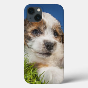 Kute puppy dog (Shitzu) iPhone 13 Hoesje
