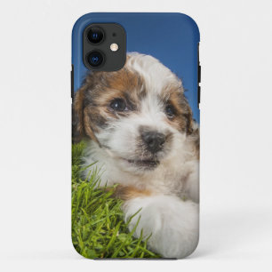 Kute puppy dog (Shitzu) iPhone 11 Hoesje