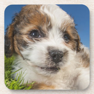 Kute puppy dog (Shitzu) Drankjes Onderzetter