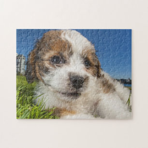 Kute puppy dog (Shitzu) Legpuzzel