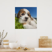 Kute puppy dog (Shitzu) Poster (Keuken)