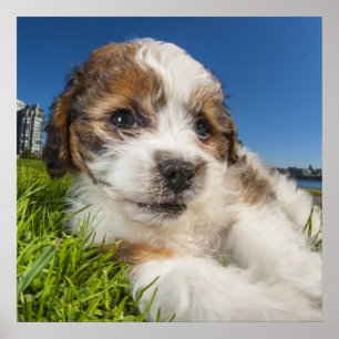 Kute puppy dog (Shitzu) Poster