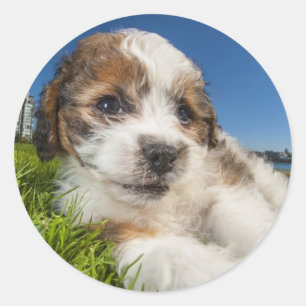 Kute puppy dog (Shitzu) Ronde Sticker