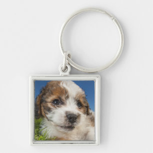 Kute puppy dog (Shitzu) Sleutelhanger