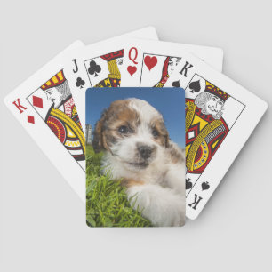 Kute puppy dog (Shitzu) Speelkaarten