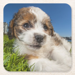 Kute puppy dog (Shitzu) Vierkante Kartonnen Onderzetter